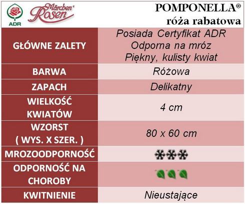 Pomponella róża rabatowa gł. zal